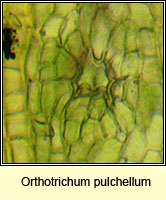 Orthotrichum pulchellum, Elegant Bristle-moss