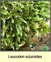 Leucodon sciuroides, Squirrel-tail Moss