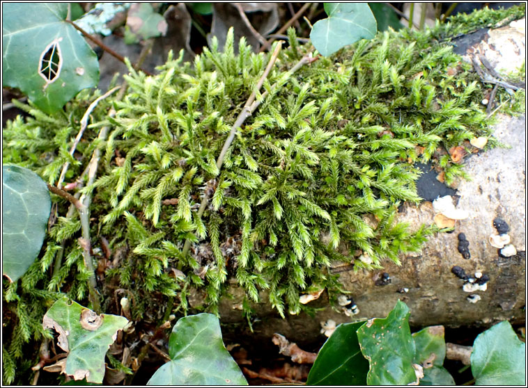 Leucodon sciuroides, Squirrel-tail Moss