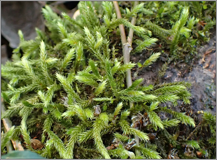 Leucodon sciuroides, Squirrel-tail Moss