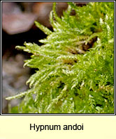 Hypnum andoi, Mamillate Plait-moss