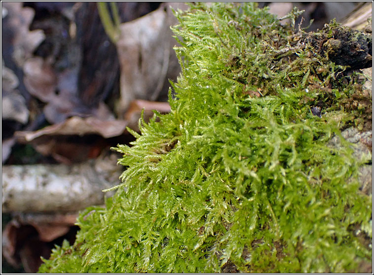 Hypnum andoi, Mamillate Plait-moss