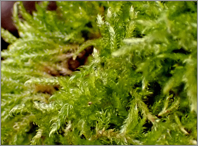 Hypnum andoi, Mamillate Plait-moss