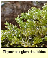 Rhynchostegium riparioides, Long-beaked Water Feather-moss