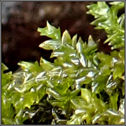 Rhynchostegium riparioides, Long-beaked Water Feather-moss