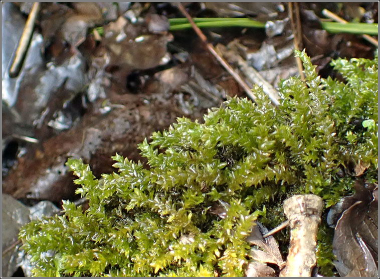 Rhynchostegium riparioides, Long-beaked Water Feather-moss