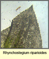 Rhynchostegium riparioides, Long-beaked Water Feather-moss