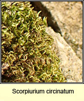 Scorpiurium circinatum, Curving Feather-moss