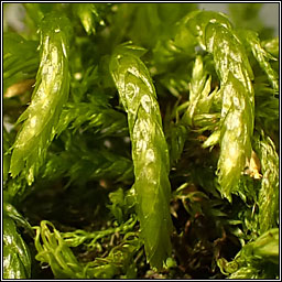 Scorpiurium circinatum, Curving Feather-moss