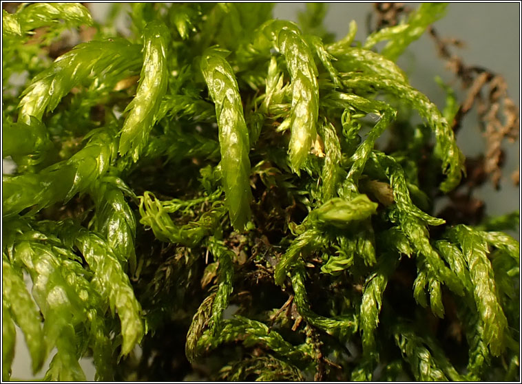 Scorpiurium circinatum, Curving Feather-moss