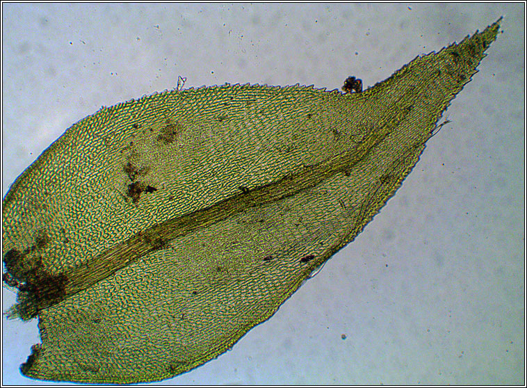 Scorpiurium circinatum, Curving Feather-moss