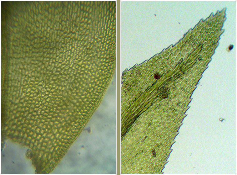 Scorpiurium circinatum, Curving Feather-moss