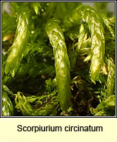 Scorpiurium circinatum, Curving Feather-moss