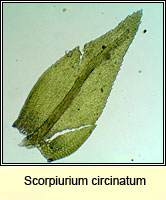 Scorpiurium circinatum, Curving Feather-moss