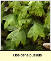 Fissidens pusillus, Petty Pocket-moss