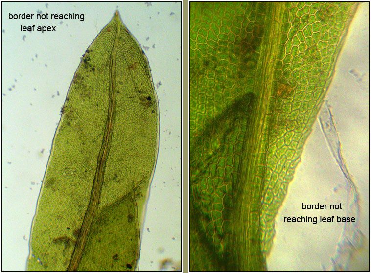 Fissidens pusillus, Petty Pocket-moss