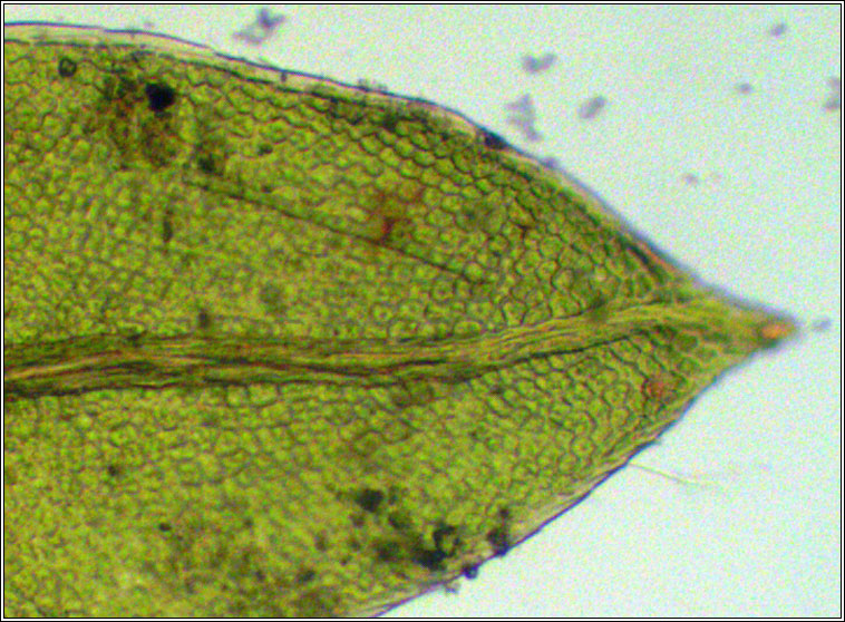 Fissidens pusillus, Petty Pocket-moss