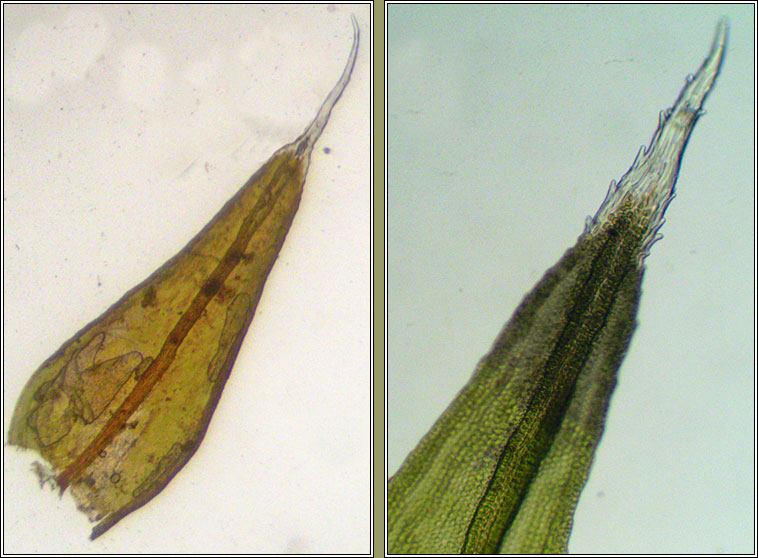 Schistidium crassipilum