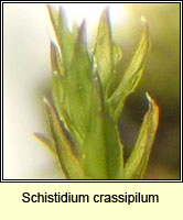 Schistidium crassipilum