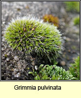 Grimmia pulvinata