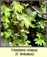 Fissidens crispus, Herzog's Pocket-moss