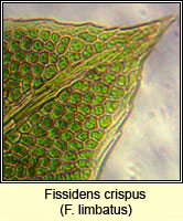 Fissidens crispus, Herzog's Pocket-moss