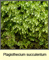 Plagiothecium succulentum, Juicy Silk-moss