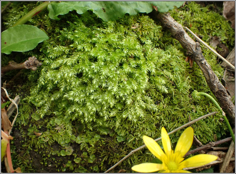 Plagiothecium succulentum, Juicy Silk-moss