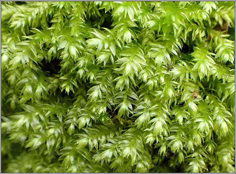 Plagiothecium succulentum, Juicy Silk-moss