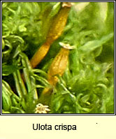 Ulota crispa, Crisped Pincushion