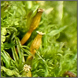 Ulota crispa, Crisped Pincushion