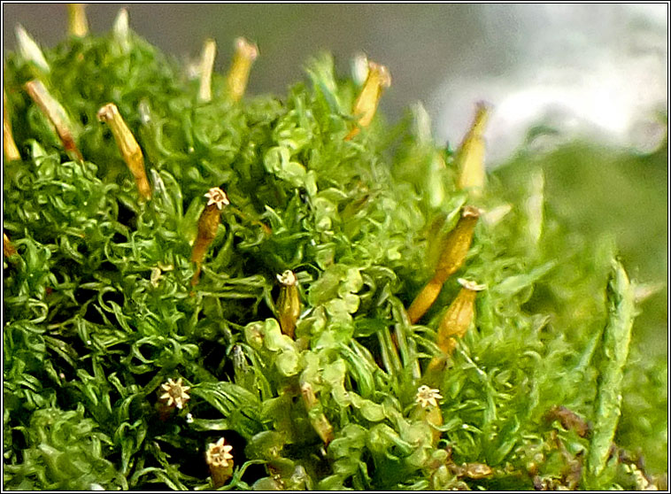 Ulota crispa, Crisped Pincushion