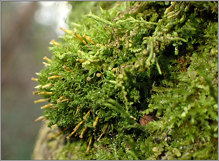 Ulota crispa, Crisped Pincushion