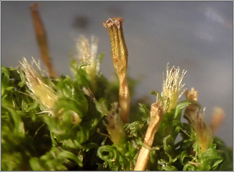 Ulota crispa, Crisped Pincushion