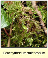 Brachythecium salebrosum, Smooth-stalk Feather-moss