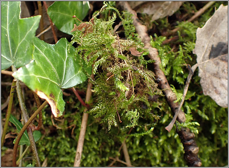 Brachythecium salebrosum, Smooth-stalk Feather-moss