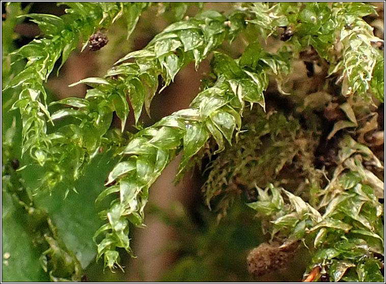 Brachythecium salebrosum, Smooth-stalk Feather-moss