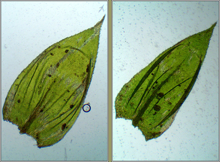 Brachythecium salebrosum, Smooth-stalk Feather-moss