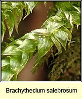 Brachythecium salebrosum, Smooth-stalk Feather-moss