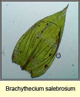 Brachythecium salebrosum, Smooth-stalk Feather-moss