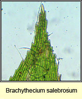 Brachythecium salebrosum, Smooth-stalk Feather-moss