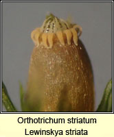 Orthotrichum striatum, Smooth Bristle-moss