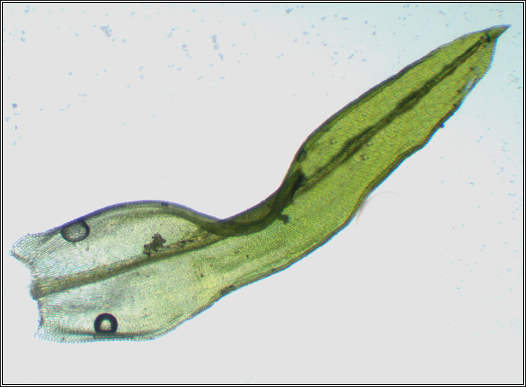 Orthotrichum striatum, Smooth Bristle-moss