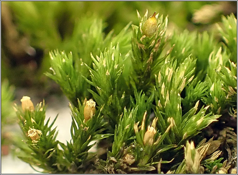 Orthotrichum striatum, Smooth Bristle-moss