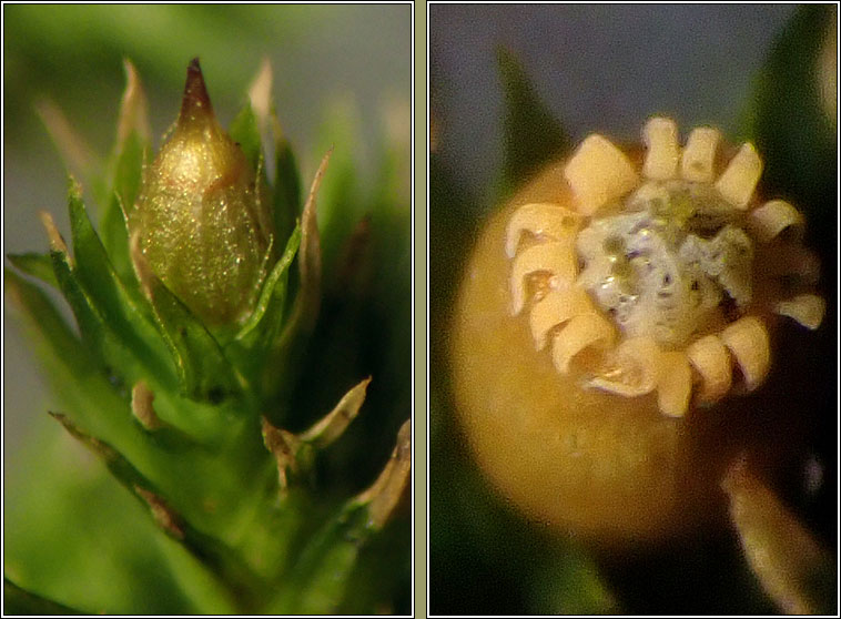 Orthotrichum striatum, Smooth Bristle-moss