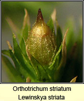 Orthotrichum striatum, Smooth Bristle-moss