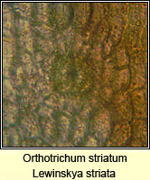 Orthotrichum striatum, Smooth Bristle-moss