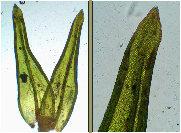 Orthotrichum stramineum, Straw Bristle-moss