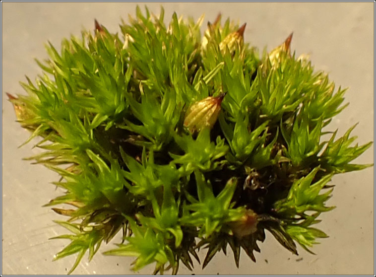 Orthotrichum stramineum, Straw Bristle-moss