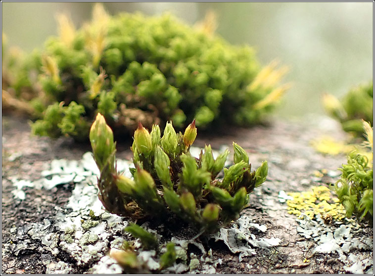 Orthotrichum stramineum, Straw Bristle-moss